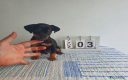 Pinscher Miniatura perros en venta: Pinscher miniatura  - Imagen 5