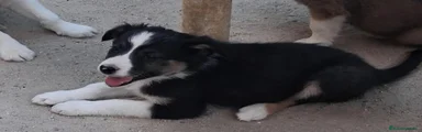 Border Collie 7