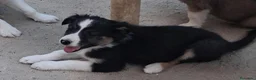 Border Collie perros en venta: Cachorros de border collie - Anuncio 3