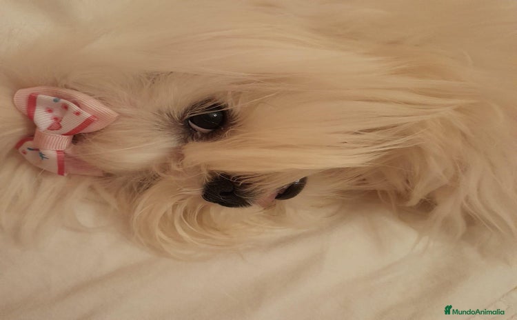 Bichón Maltés perros - Anuncio 2