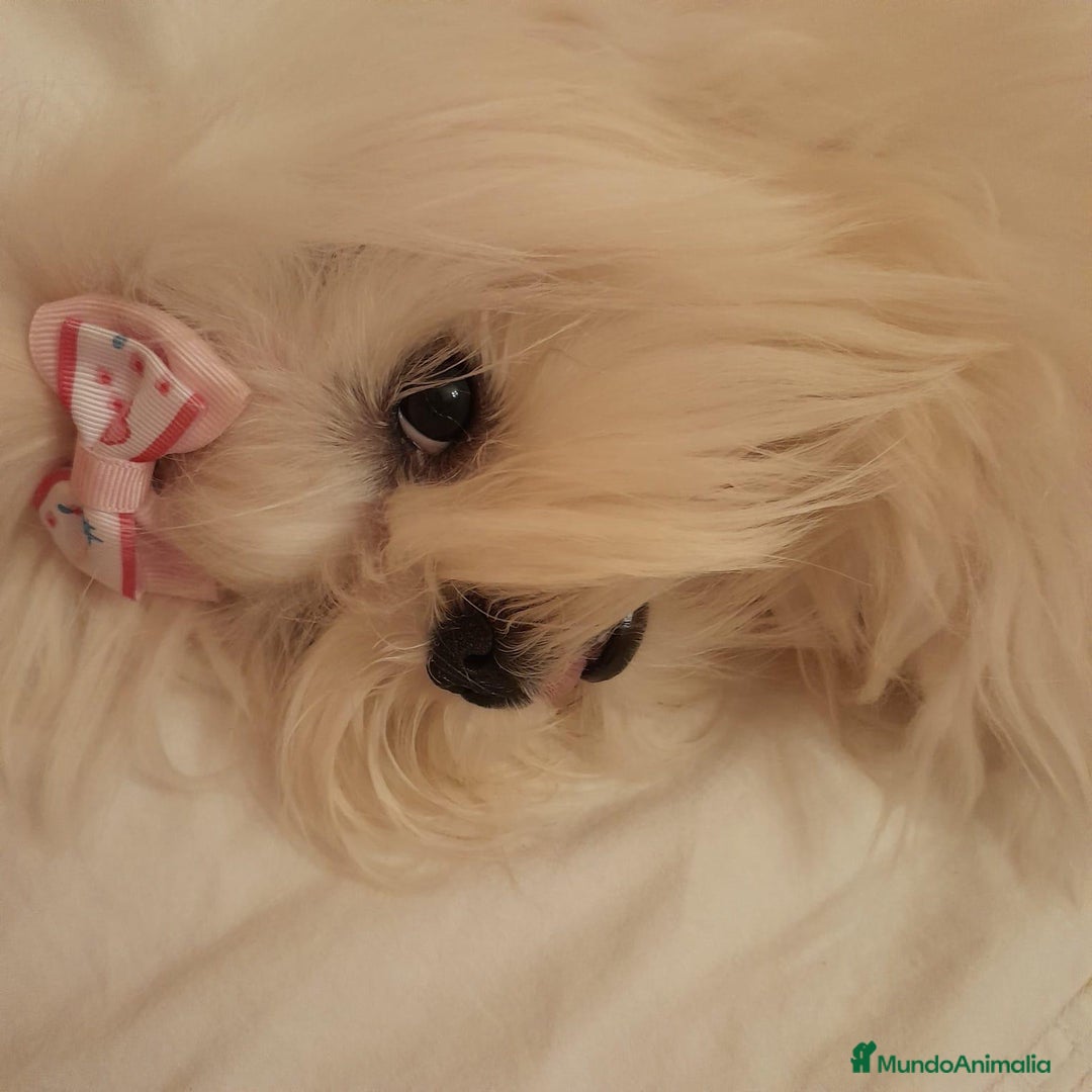 Bichón Maltés perros en venta: Bichon maltés Toy líneas Americana/coreana. - Imagen 1