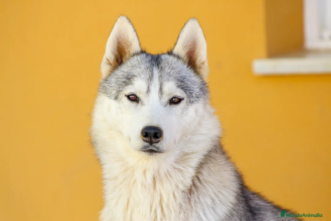 Imagen de galería {{count}}