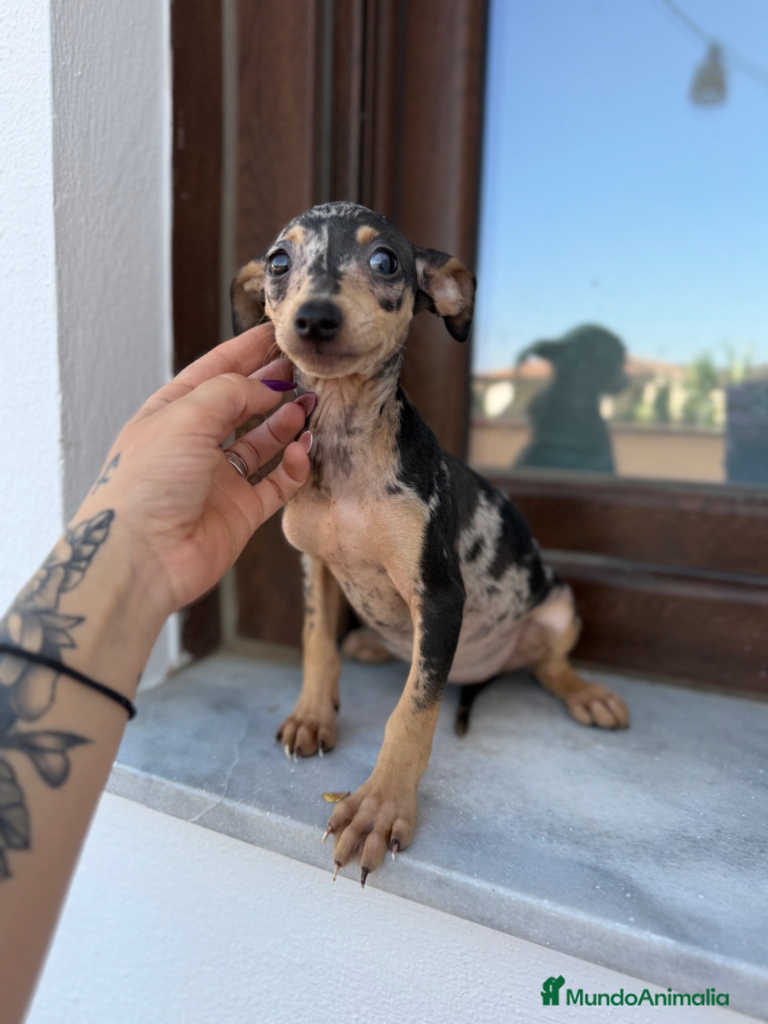 Pinscher Miniatura perros Mini pincher Merle disponibles  - Anuncio 1