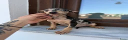 Pinscher Miniatura perros en venta: Mini pincher Merle disponibles  - Anuncio 5