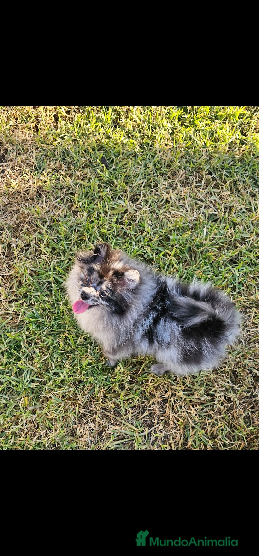 Pomerania perros en venta: Pomerania merle. Machito - Anuncio 2