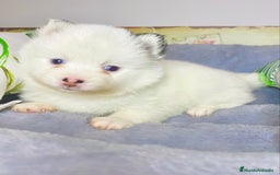 Pomsky perros en venta: Cachorro Pomsky (husky miniatura) - Imagen 6