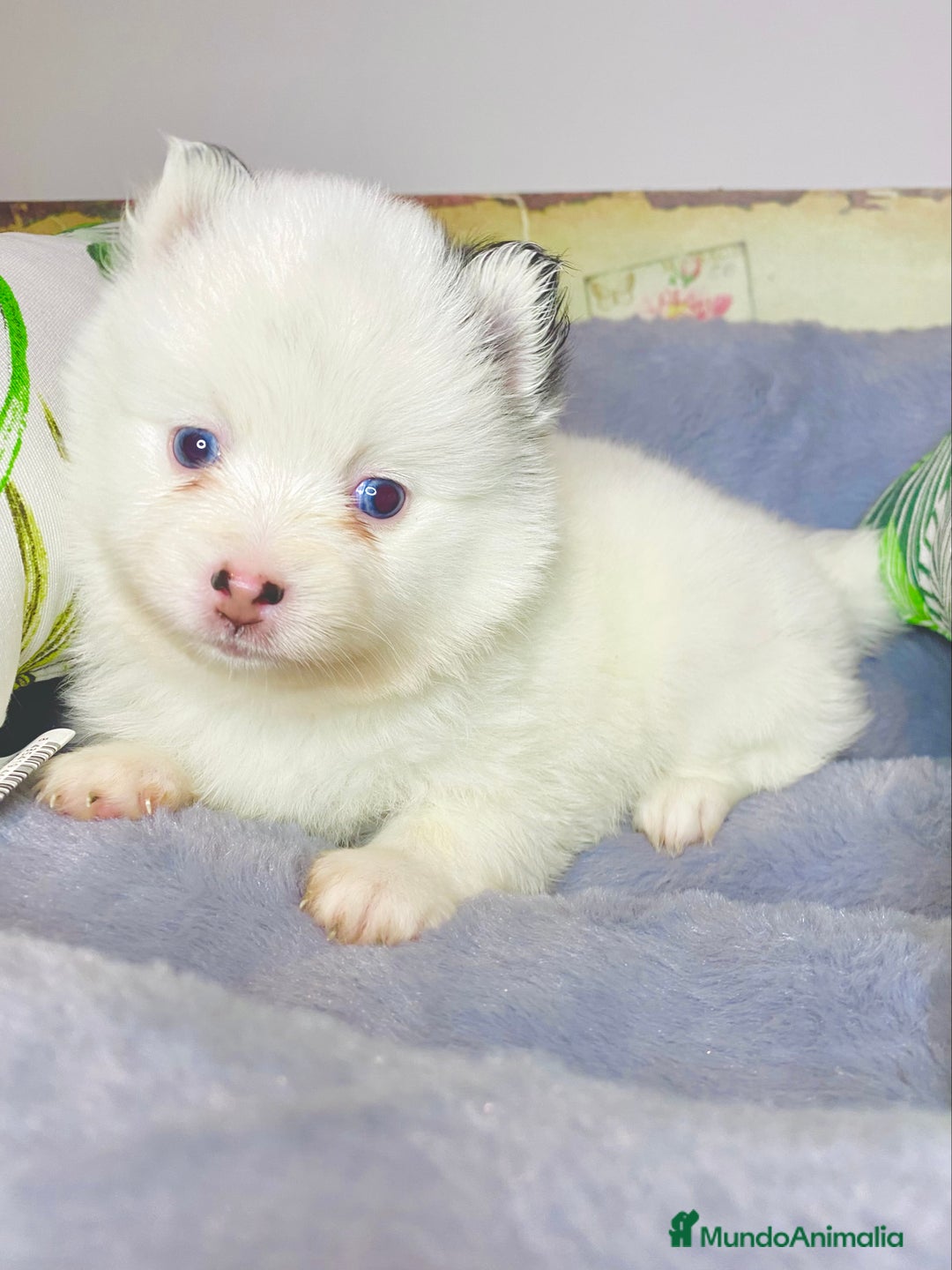 Pomsky perros en venta: Cachorro Pomsky (husky miniatura) - Imagen 6