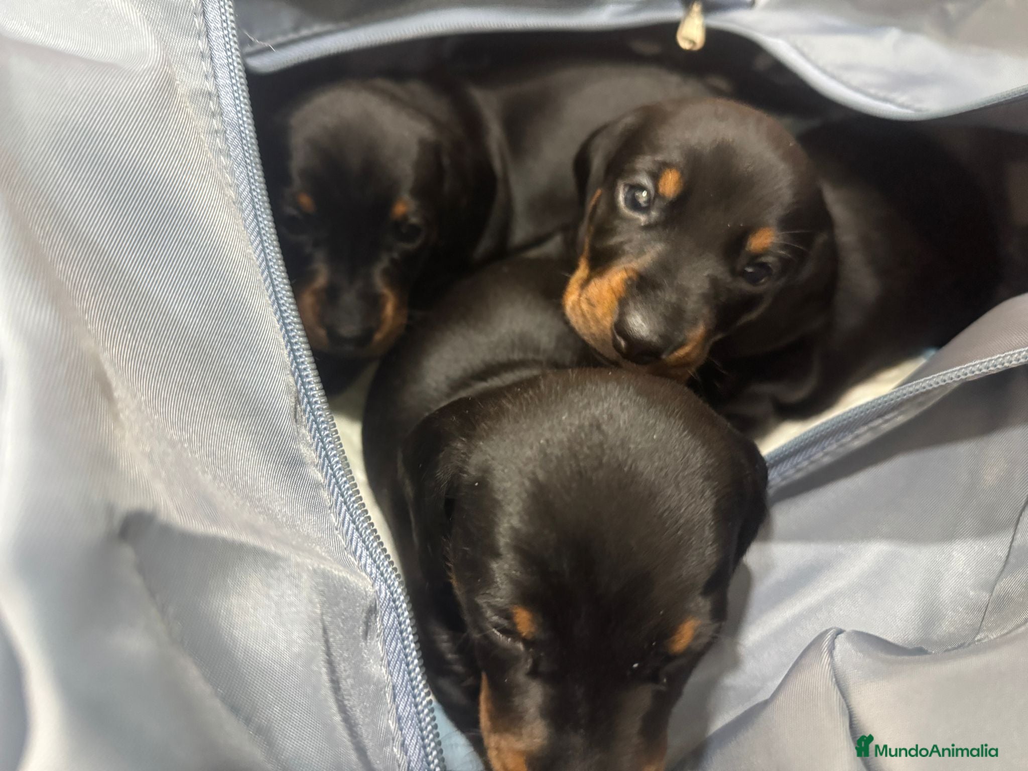 Teckel perros Teckel Hembra Negro fuego - Anuncio 1