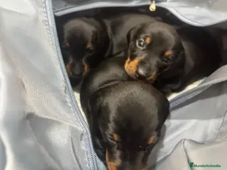 Teckel perros Teckel Hembra Negro fuego - Anuncio 1