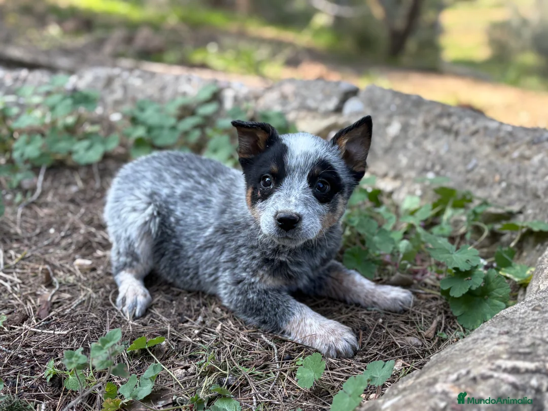 Boyero de Australia perros en venta: 🐾🐾🐾  Australian Cattle Dog 🐾🐾🐾 - Anuncio 1