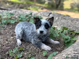 Boyero de Australia perros 🐾🐾🐾 Australian Cattle Dog 🐾🐾🐾 - Anuncio 2