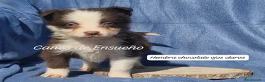 Border Collie Cachorro 2