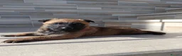 Pastor Belga Malinois perros en venta: Pastor Belga Malinois  en Sevilla - Anuncio 4