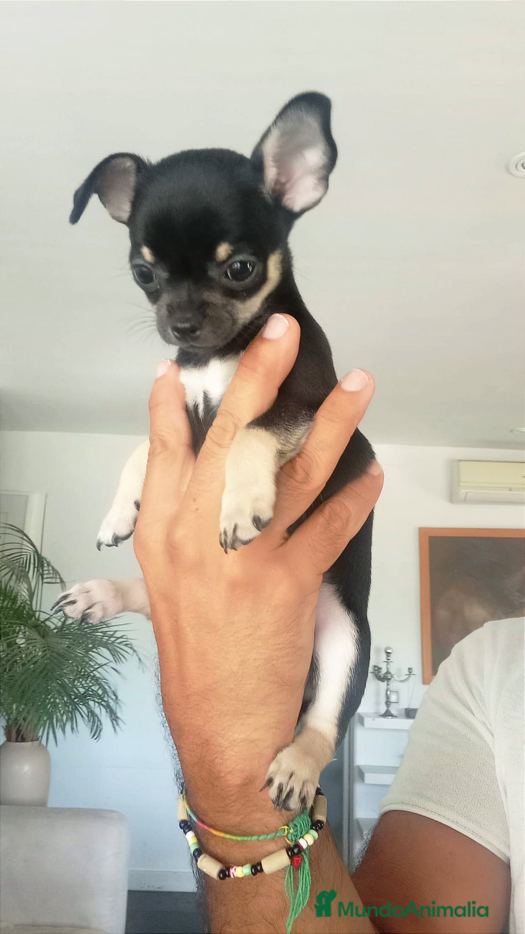 Chihuahua perros en venta: Chihuahuas  - Imagen 6