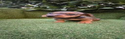 Teckel Miniatura perros en venta: teckel miniatura  - Anuncio 15