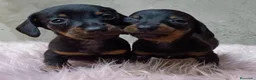 Teckel Miniatura perros en venta: Excelente camada de teckel mini/kanichen - Anuncio 2