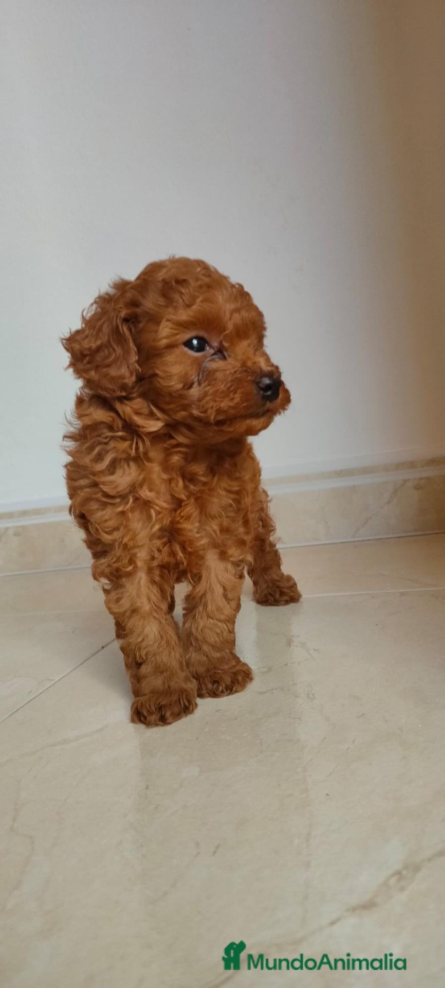 Caniche Toy perros Caniche toy rojo - Anuncio 1