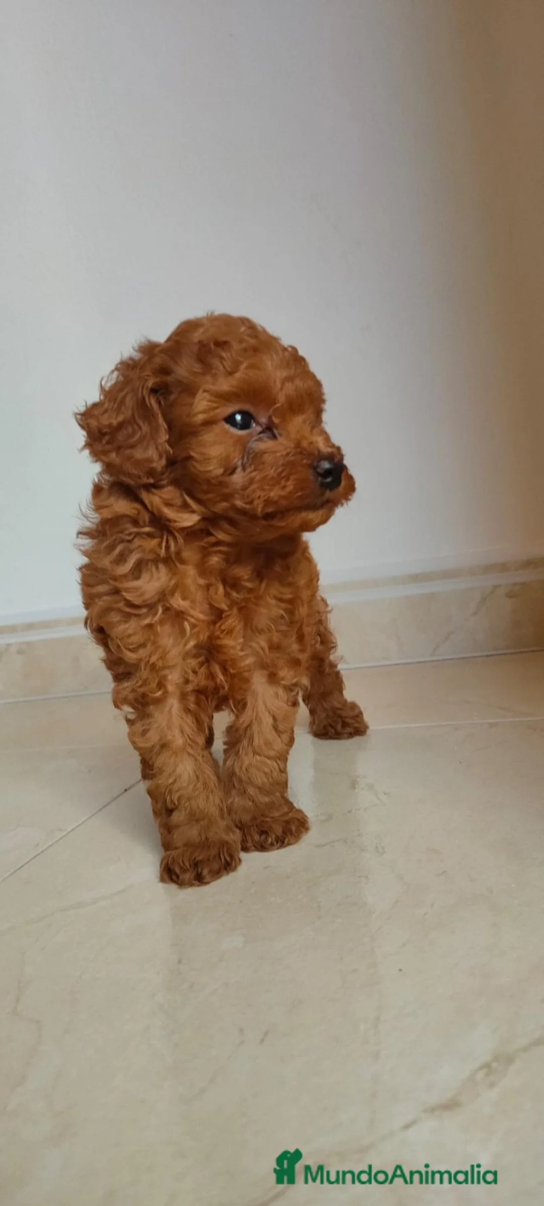 Caniche Toy perros en venta: Caniche toy rojo - Anuncio 1