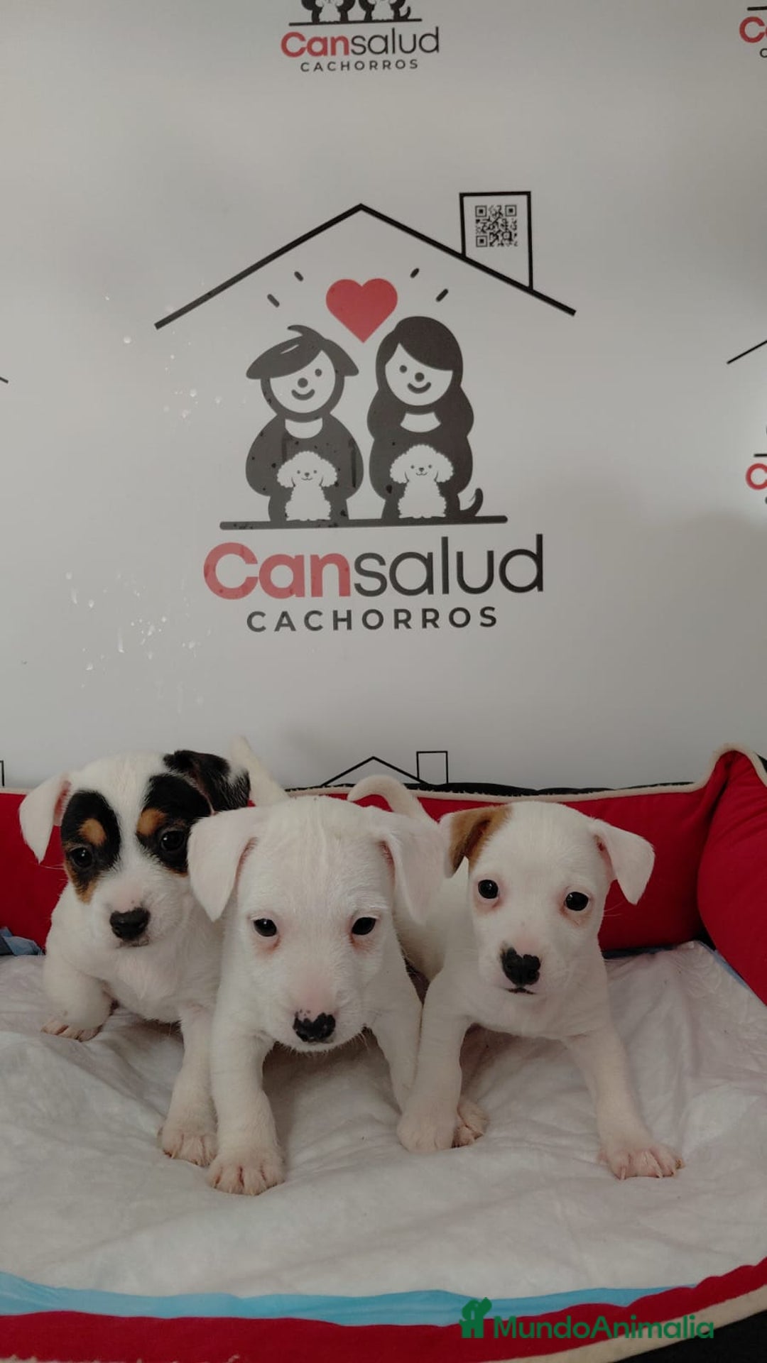 Jack Russell Terrier perros en venta: Jack Russell  - Anuncio 2