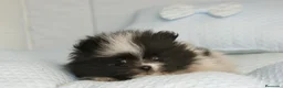 Pomerania perros en venta: CACHORROS DE POMERANIA  - Anuncio 25