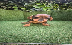 Teckel Miniatura perros en venta: teckel miniatura  - Imagen 11