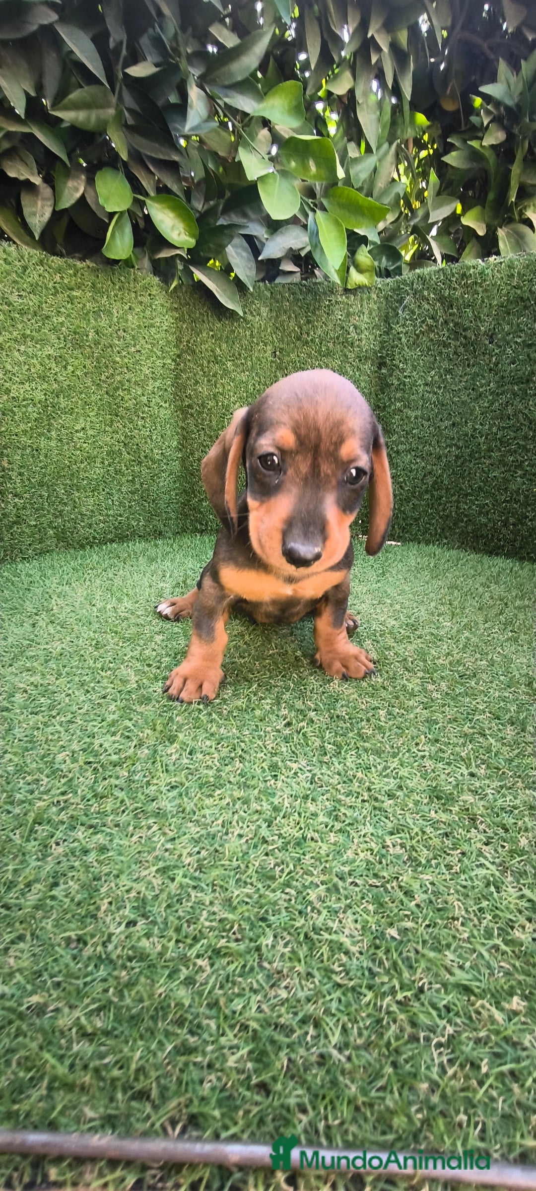 Teckel Miniatura perros en venta: teckel miniatura  - Imagen 11