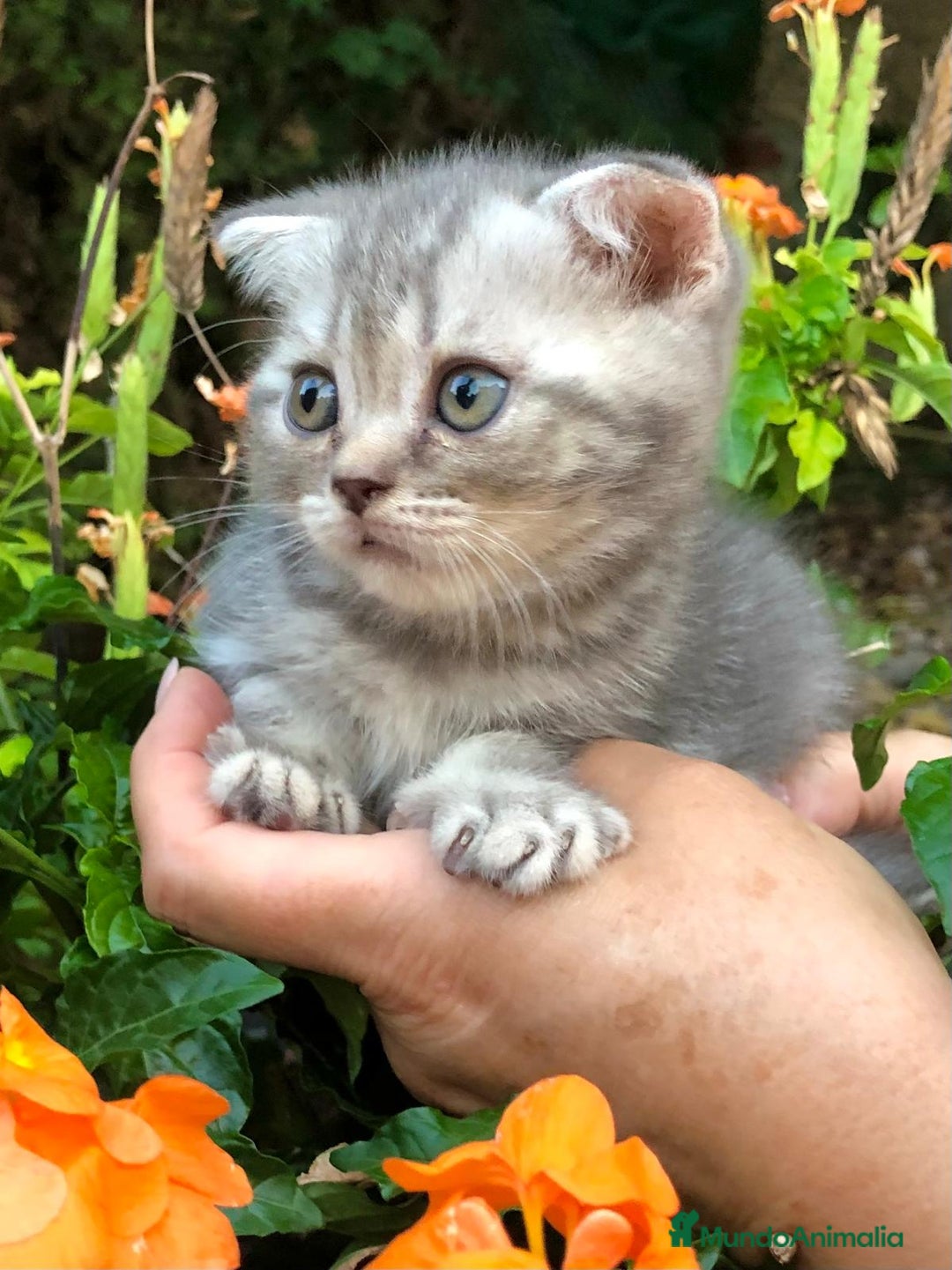 Británico de Pelo Corto gatos en venta: Gatitos British Pelo Corto - Imagen 3