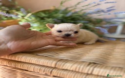 Chihuahua perros en venta: Chihuahua cabeza manzana toy.  - Imagen 10