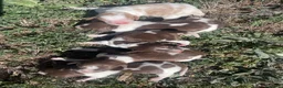 Épagneul Breton perros en venta: Epagneul bretón  en Castellón - Anuncio 11