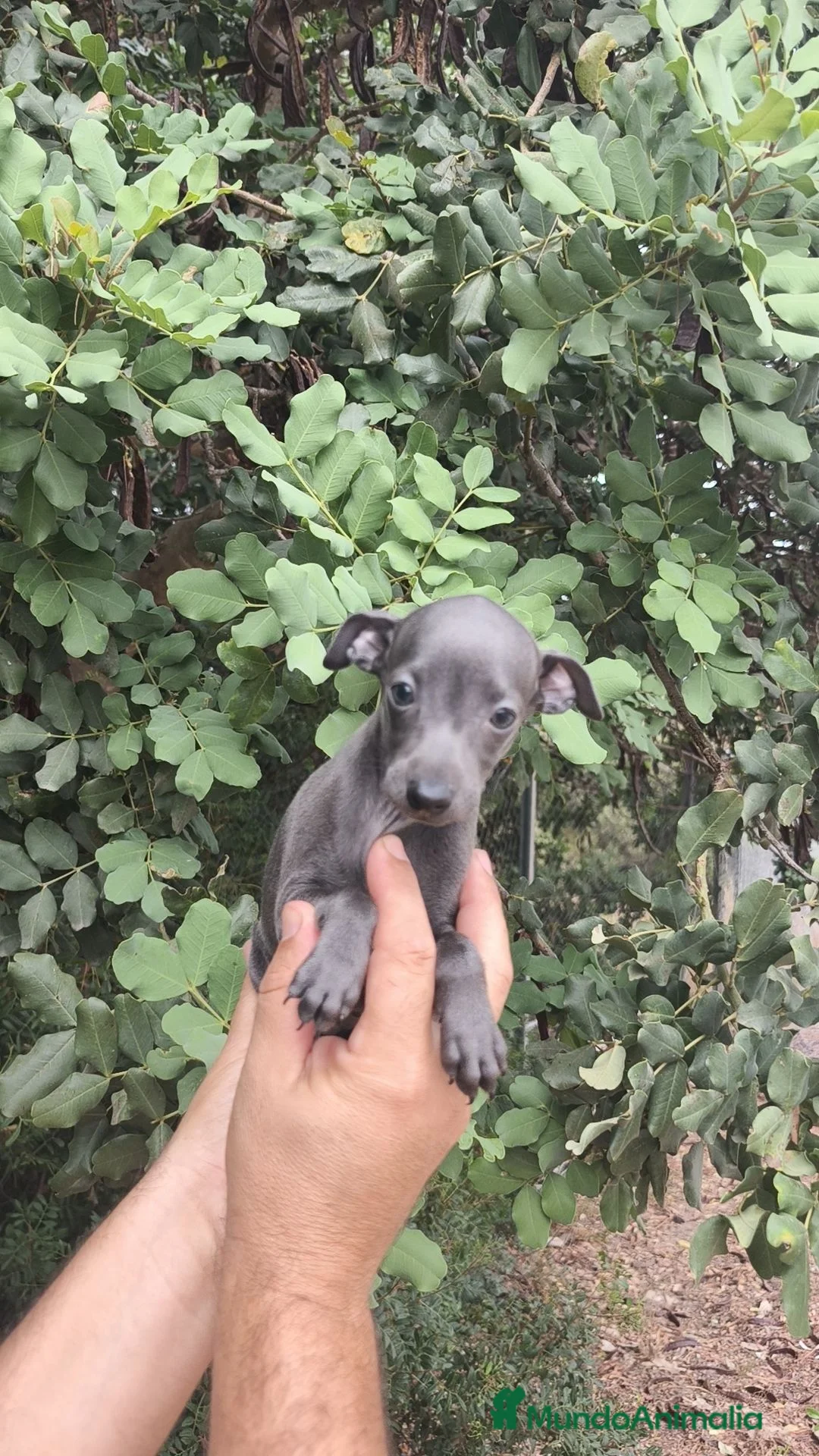 Pequeño Lebrel Italiano perros en venta: Pequeño lebrel Italiano  - Anuncio 15