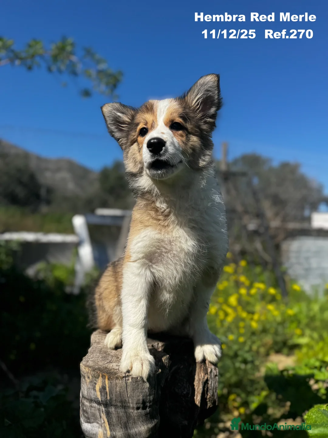 Border Collie perros en venta: Border Collie De Villa Biznaga - Anuncio 1