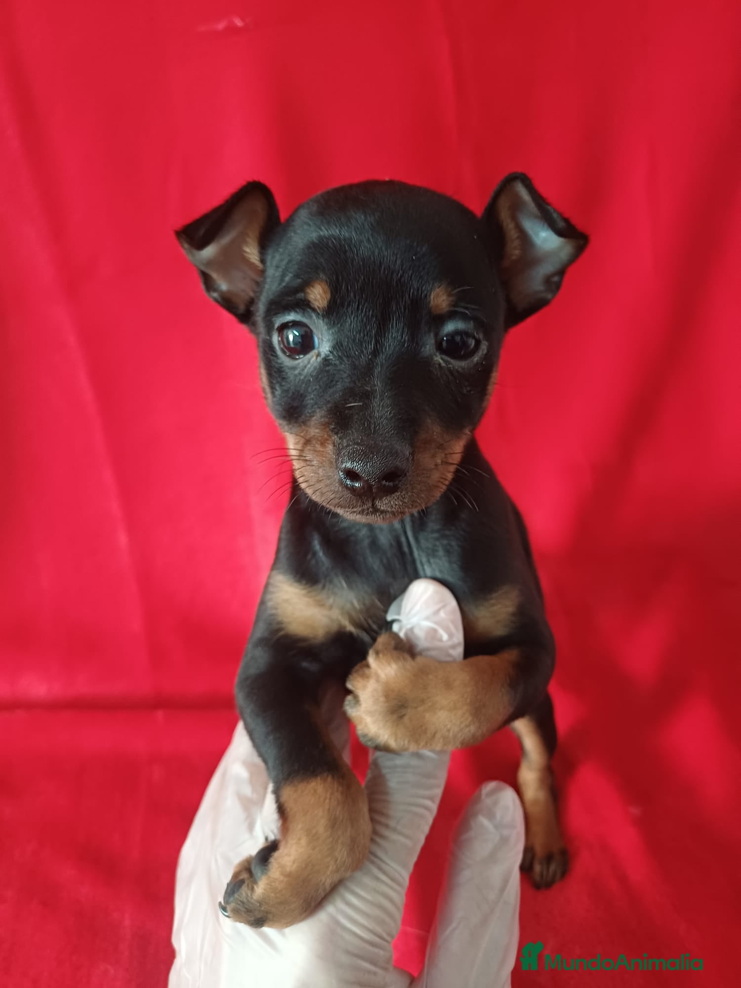 Pinscher Miniatura perros Pincher Miniatura  - Anuncio 2