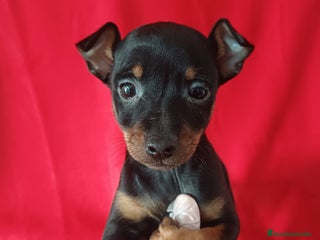 Pinscher Miniatura perros Pincher Miniatura - Anuncio 2