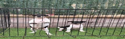 Gos Rater Valencià perros en venta: Rateros valencianos  - Anuncio 5