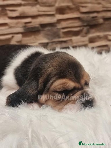 Imagen de galería {{count}}