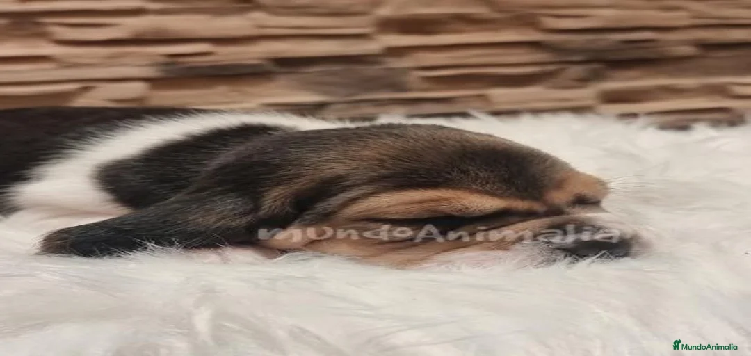 Imagen de galería {{count}}