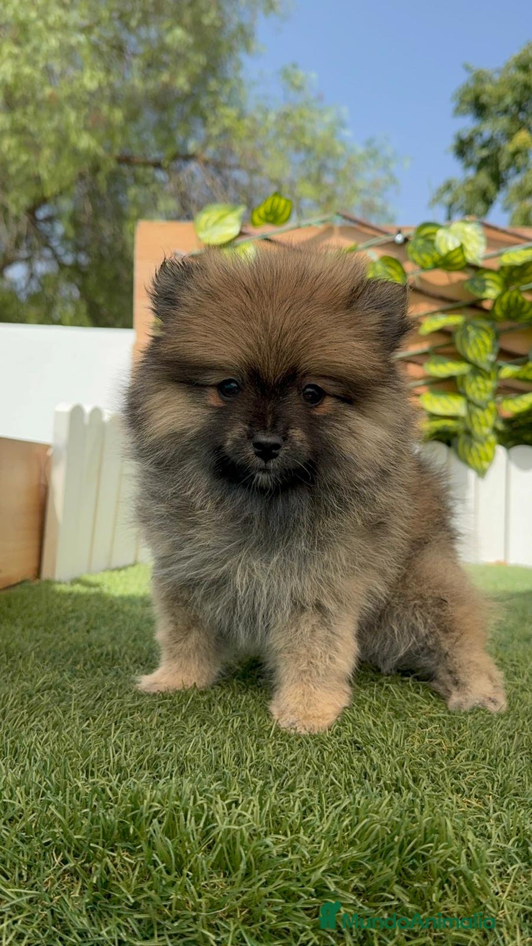 Pomerania perros en venta: POMERANIA MACHO 2 - Imagen 15