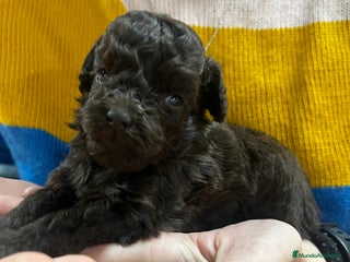 Maltipoo perros en Barcelona - Anuncio 12