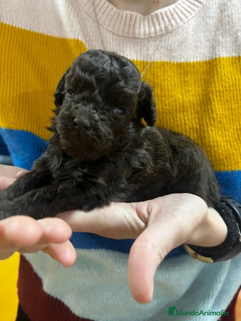 Maltipoo perros en Barcelona - Anuncio 15