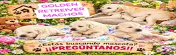 Golden Retriever perros en venta: Golden Retriever  - Anuncio 1