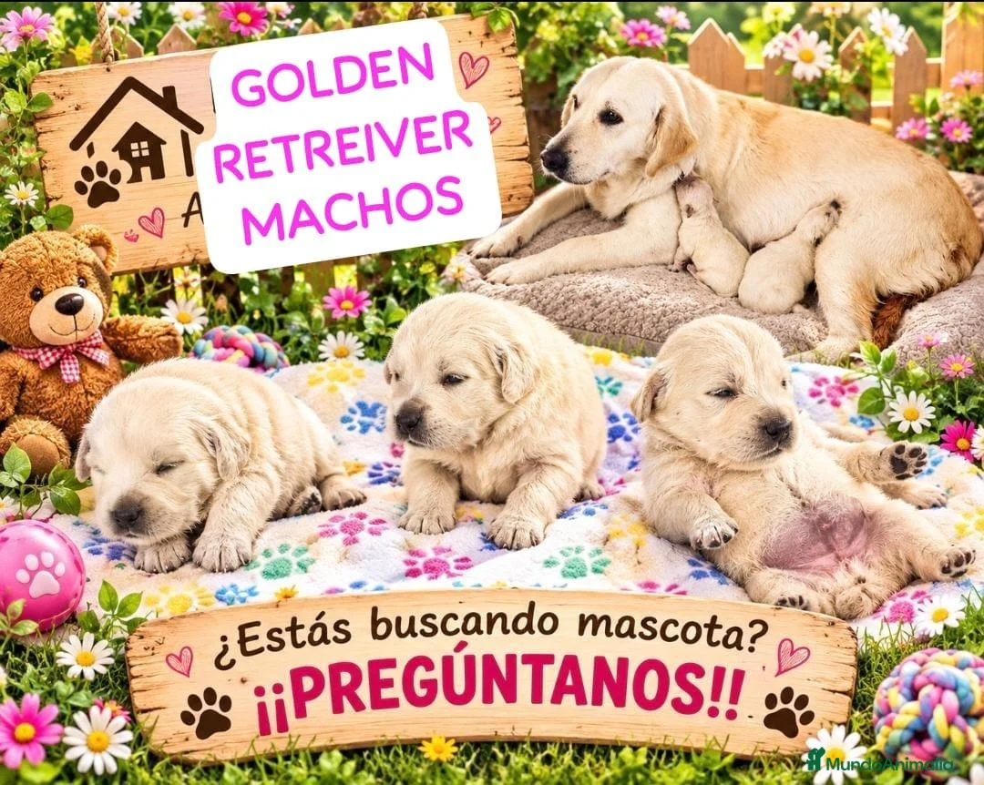 Golden Retriever perros en venta: Golden Retriever  - Anuncio 1