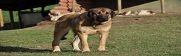 Mastín Español perros en venta: Cachorra de Mastin Español Ganadero - Anuncio 6