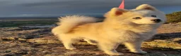 Pomsky perros en venta: Pomsky mini - Anuncio 3