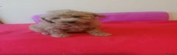 Raza Mixta perros en venta: Preciosa camada de caniches muy bonitos  - Anuncio 6