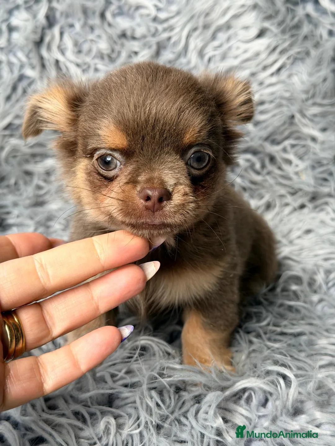 Chihuahua perros en venta: CHIHUAHUA PELO LARGO - Anuncio 1