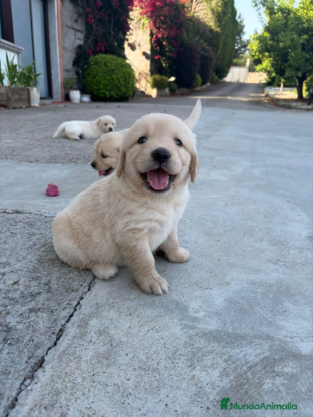 Golden Retriever perros en venta: Golden retriever - Anuncio 2