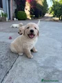 Golden Retriever Cachorro 7