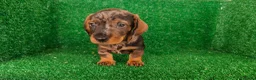 Teckel Miniatura perros en venta: Teckel miniatura  - Anuncio 18