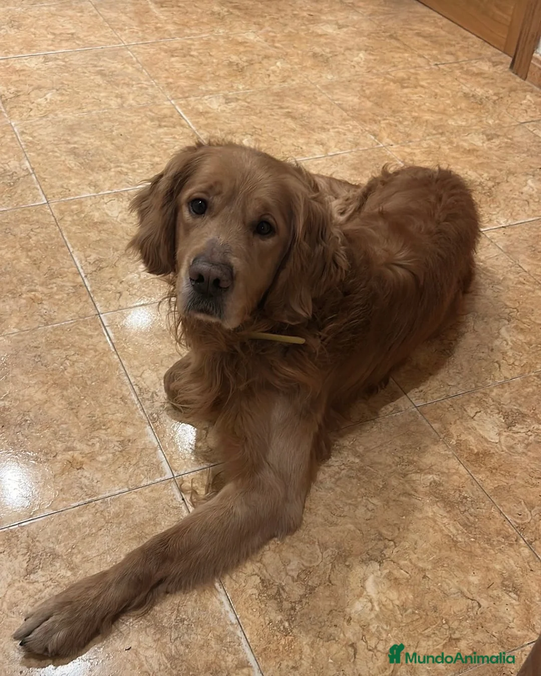 Golden Retriever perros en venta: Golden retriever hembra  - Anuncio 2