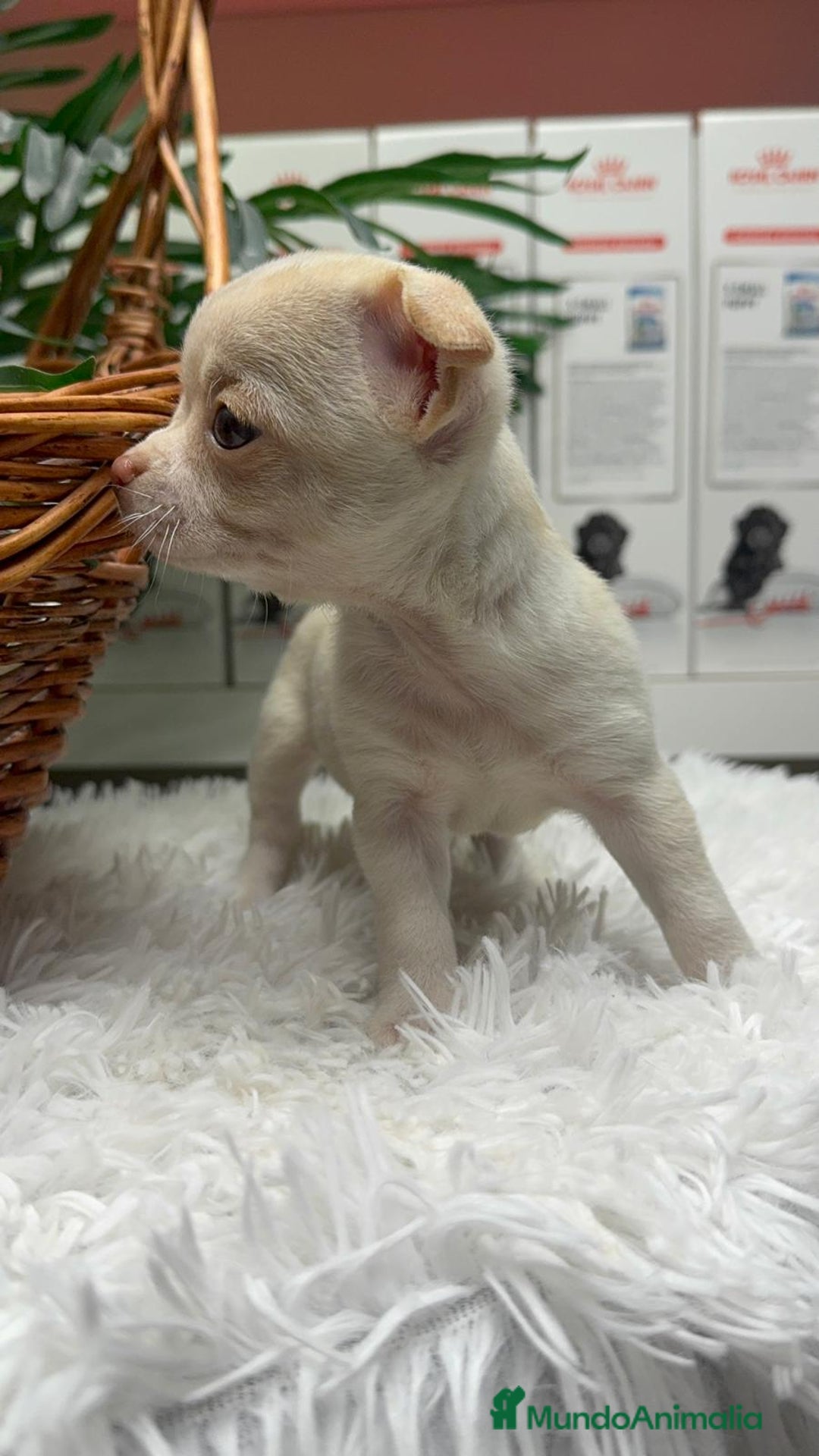 Chihuahua perros en venta: CHIHUAHUA MACHO - Anuncio 14